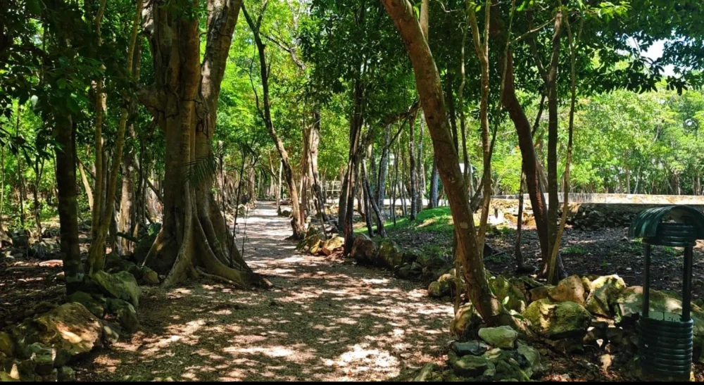 Sendero de grava con sombra por la selva conservada del parque ecológico de Selvamar, con una ceiba grande y piedra caliza al costado