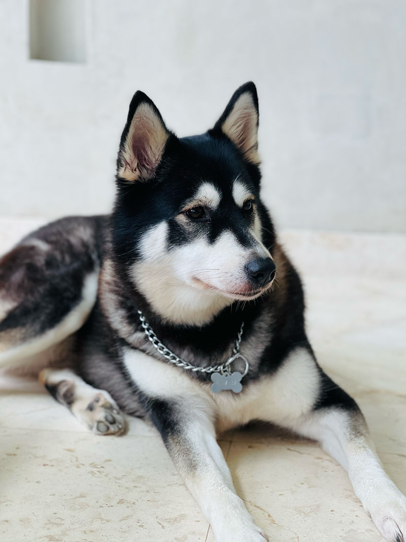 Kimba